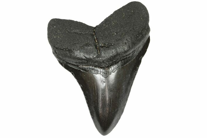Fossil Megalodon Tooth - South Carolina #164983